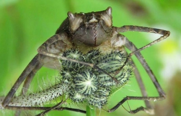 Guided Dragonfly Walk 5